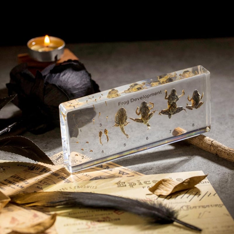 TOHTOFN Frog Development Specimen in Resin - Transparent Resin Block Showing Life Cycle from Egg to Adult Frog (5.5 x 2.5 x 0.8 Inches) - Image 4